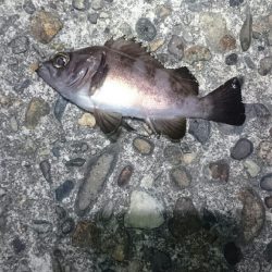 まだまだ寒い。