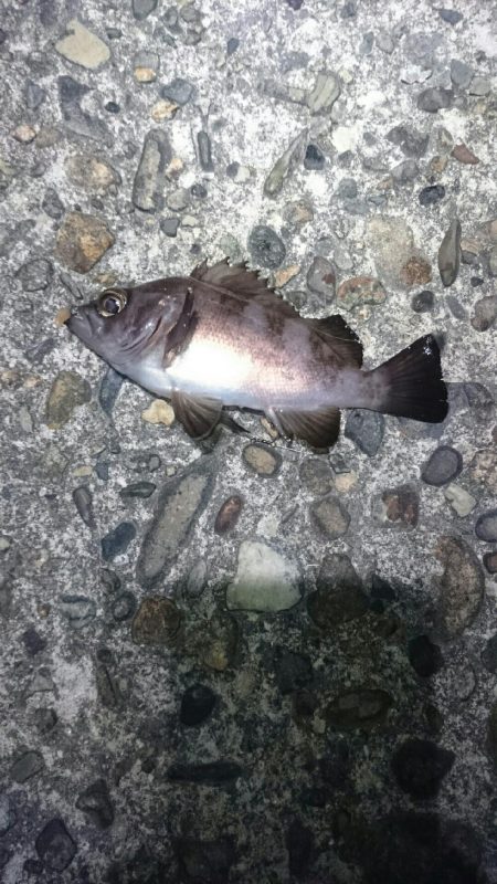 まだまだ寒い。