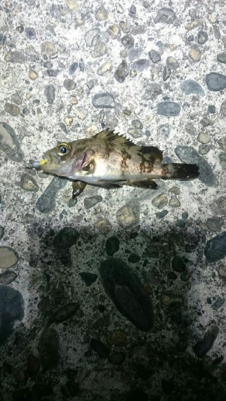 久しぶりのメバル