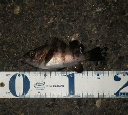 やっぱ、メバリング！