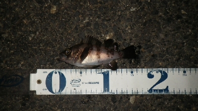 やっぱ、メバリング！