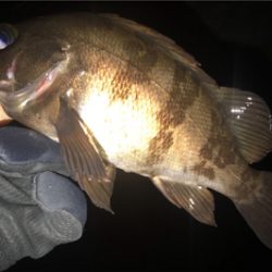 オカッパリと磯