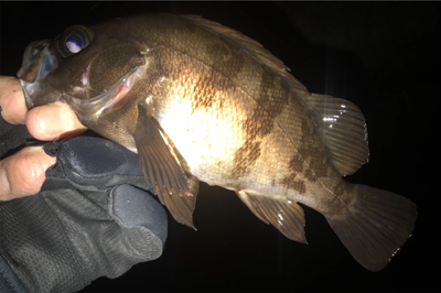 オカッパリと磯