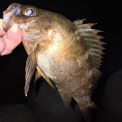 少し上向きメバリング