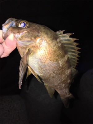 少し上向きメバリング