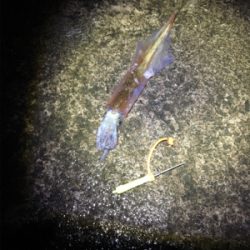 ヤリイカ終盤釣行
