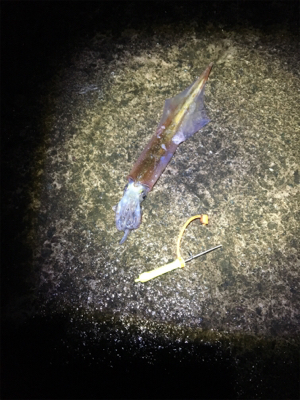 ヤリイカ終盤釣行