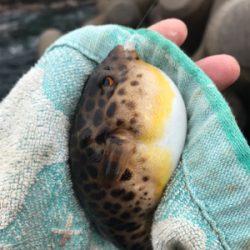 島根半島 手結港 チヌフカセ