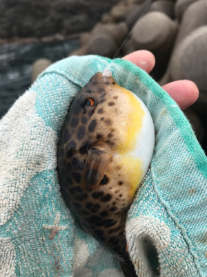 島根半島 手結港 チヌフカセ