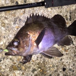 明石でメバリング