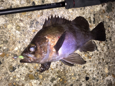 明石でメバリング