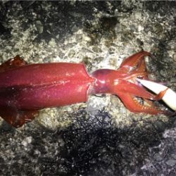 メバリングとエギングランガン