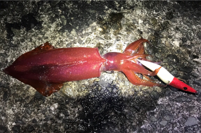 メバリングとエギングランガン