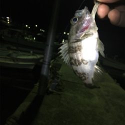 メバル上向き？