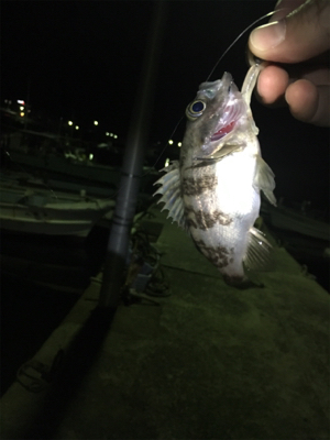 メバル上向き？