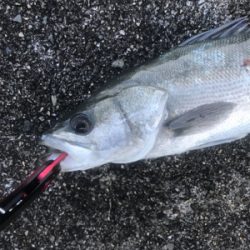 ナイトシーバスからの朝マズメ