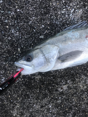 ナイトシーバスからの朝マズメ