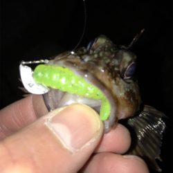 そよ風メバリング