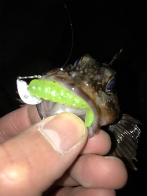 そよ風メバリング