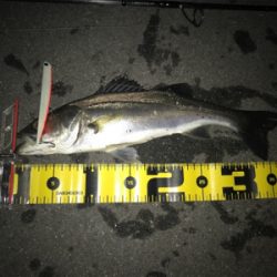 バチパターン 四日市天白川