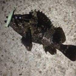 垂水漁港でガシリング！