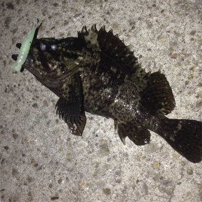 垂水漁港でガシリング！