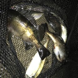 春のあけぼのあじんぐ(釣行 其の拾弐)