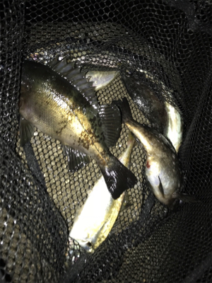 春のあけぼのあじんぐ(釣行 其の拾弐)