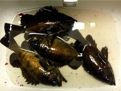 怠慢メバリング