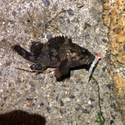 ガシリングナイトゲーム/ボラリングも