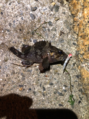 ガシリングナイトゲーム/ボラリングも