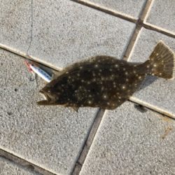 回遊無しです。