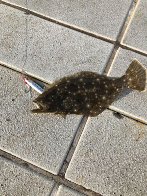 回遊無しです。