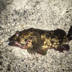 大阪湾ロックフィッシュゲーム