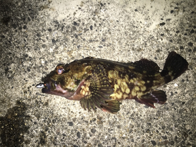 大阪湾ロックフィッシュゲーム