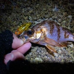 3月メバル・満潮下げ始めに食い気アップ