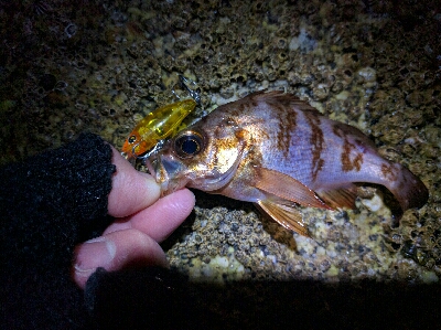3月メバル・満潮下げ始めに食い気アップ