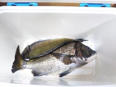 久し振りの垂水一文字