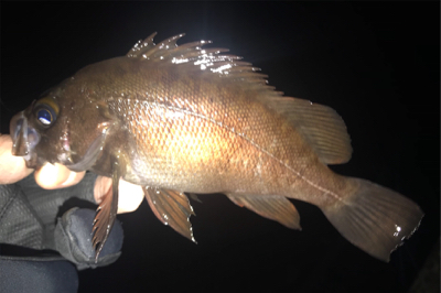 昨年のこの時期を再現できるか？