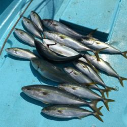 スロージギング