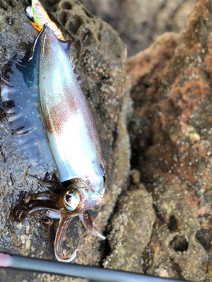 朝マズメで一杯