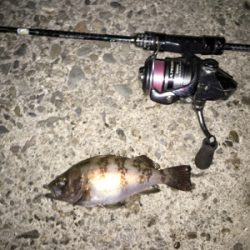 和歌山メバル行脚！