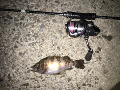 和歌山メバル行脚！