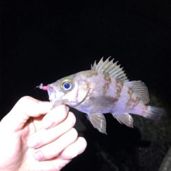 ふぉーる虫をフォール中で