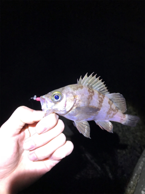 ふぉーる虫をフォール中で