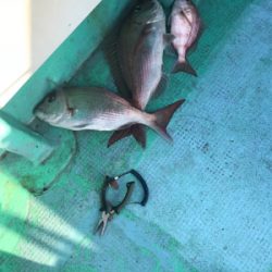 鯛サビキ  瀬戸大橋付近  大量！