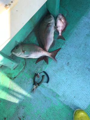 鯛サビキ  瀬戸大橋付近  大量！