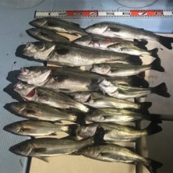 メバルorセイゴ