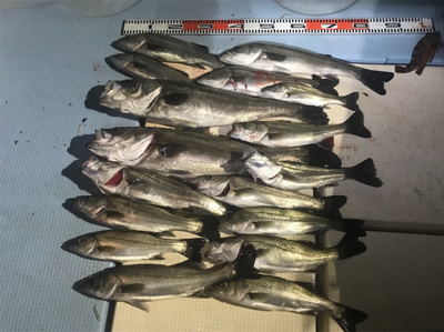 メバルorセイゴ