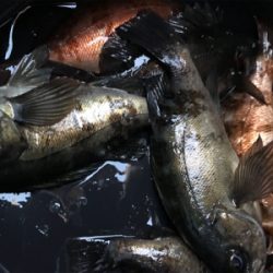 んん~(釣行 其の拾参)